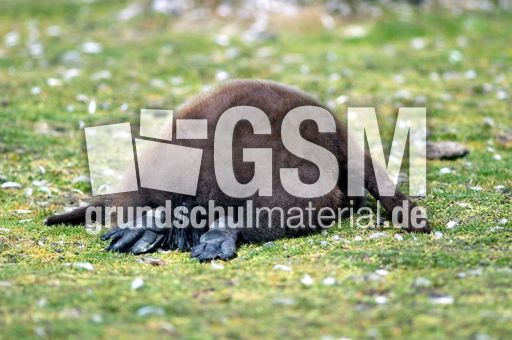 Königspinguin (75 von 84).jpg